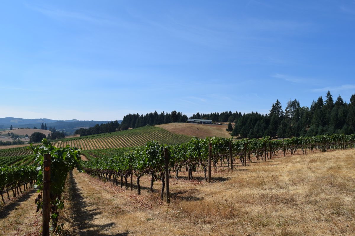 Sweet Cheeks Vineyard better