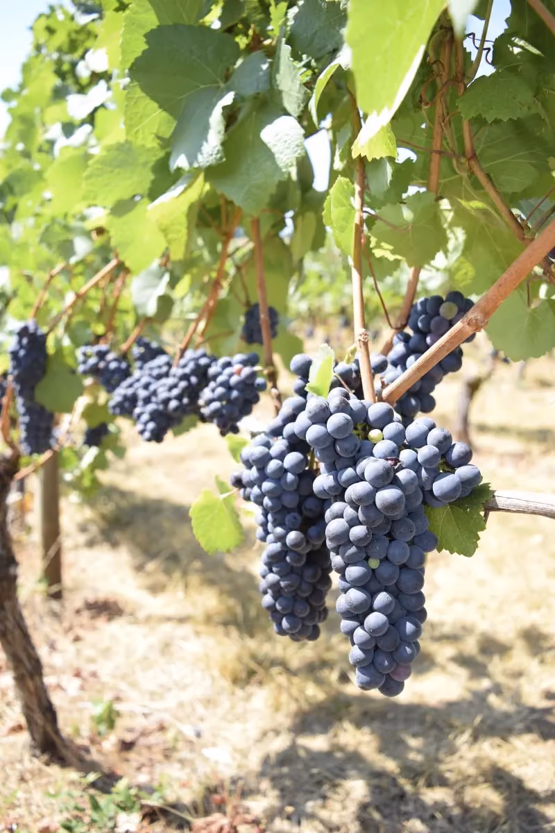 Sweet Cheeks Grapes