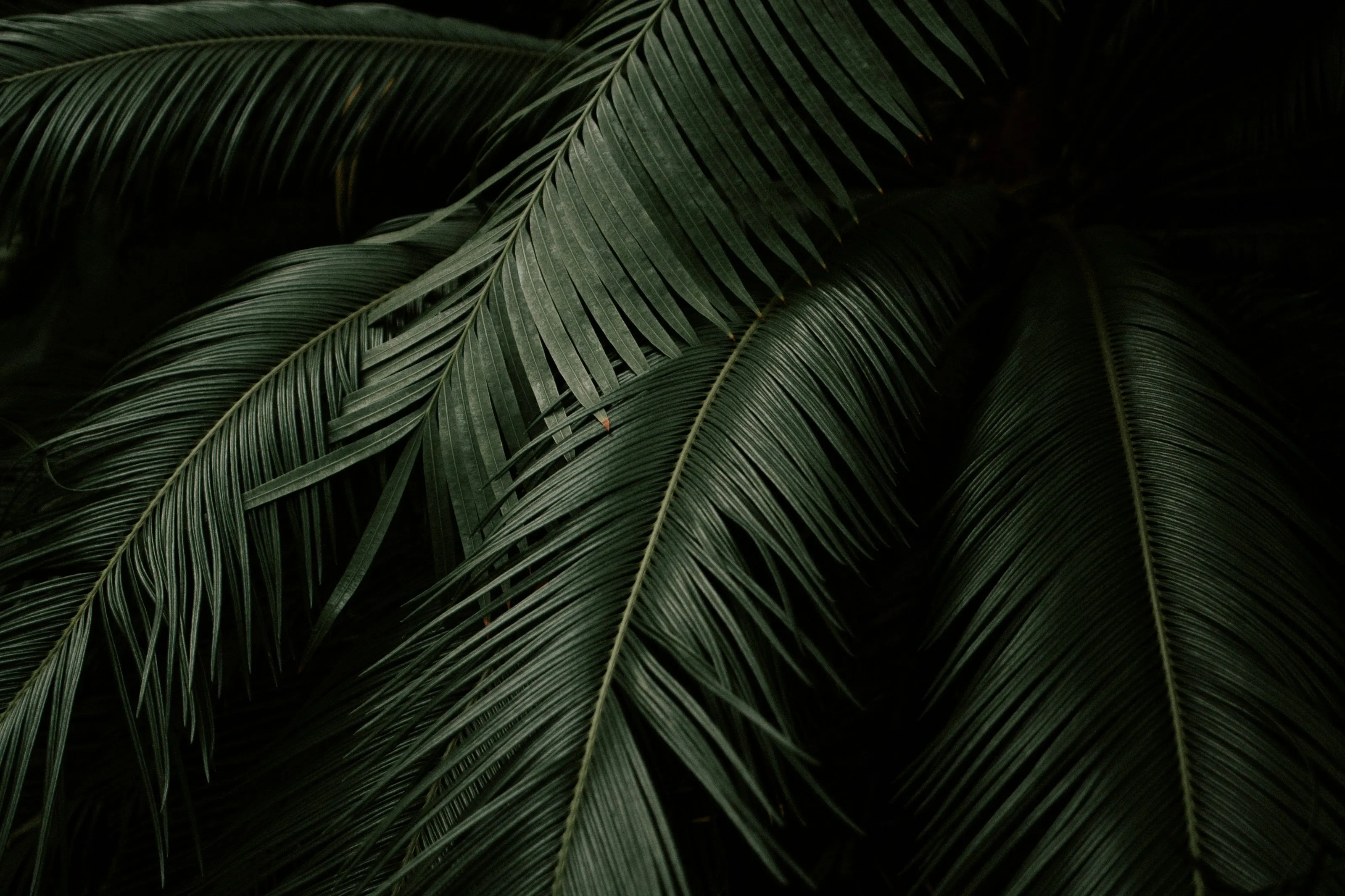Dark green palm leaves overlapping against a black background.