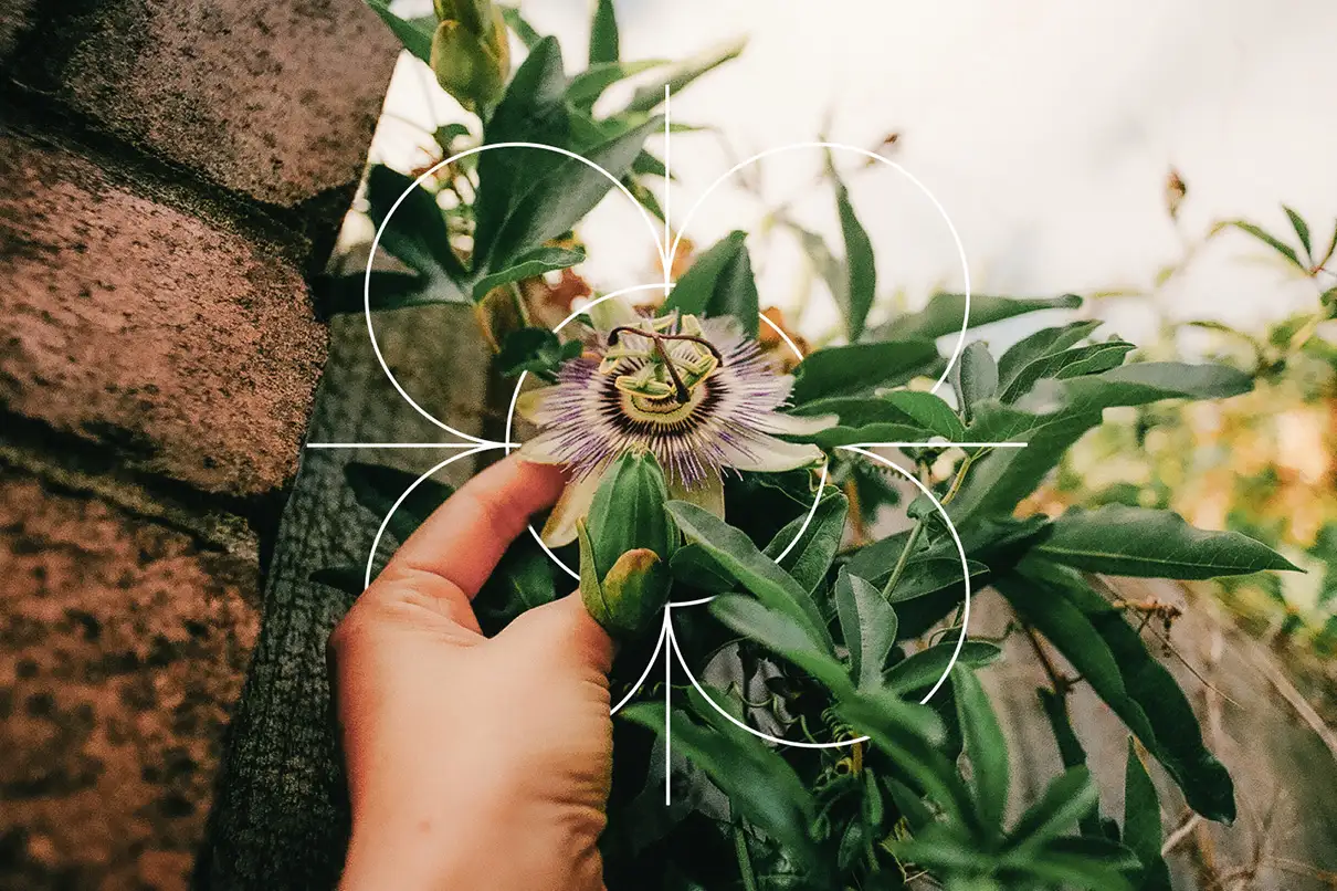 Highlighting Integria’s focus on natural ingredients with a passionflower being examined, reflecting the brand’s commitment to plant-based healthcare.