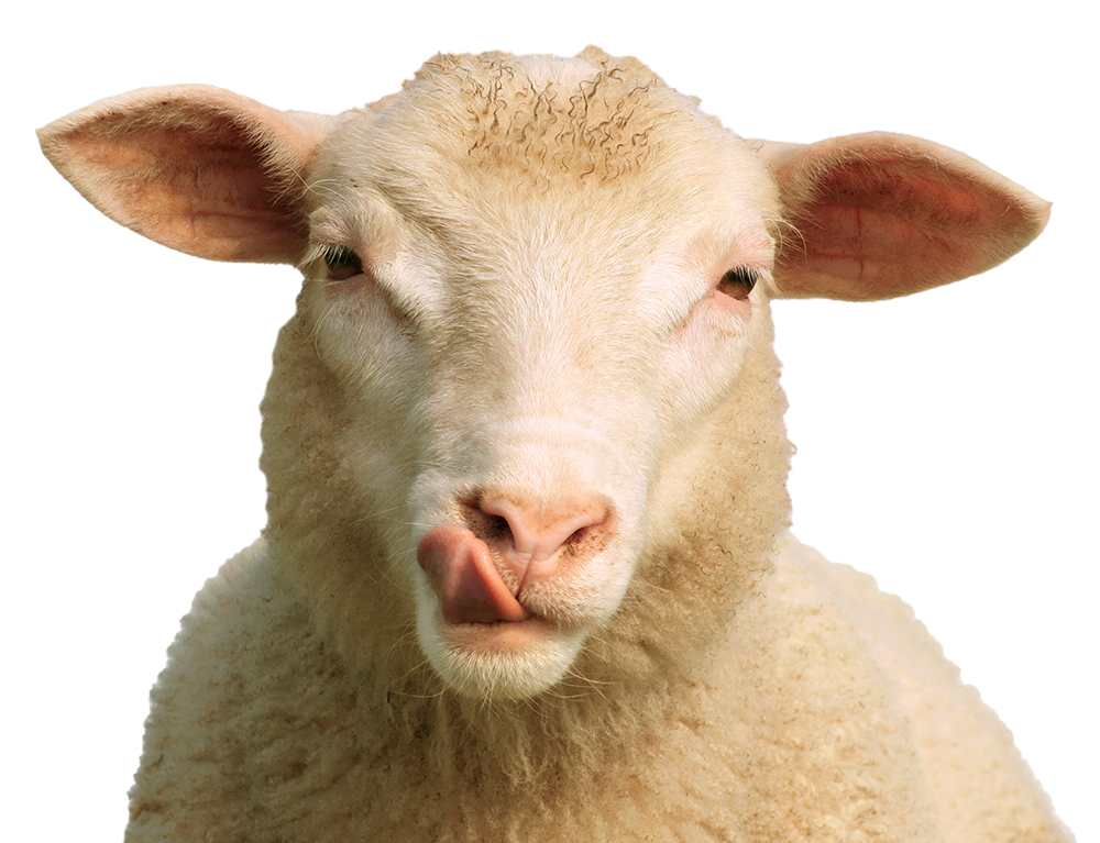 Schaf als Zeichen für Wolle