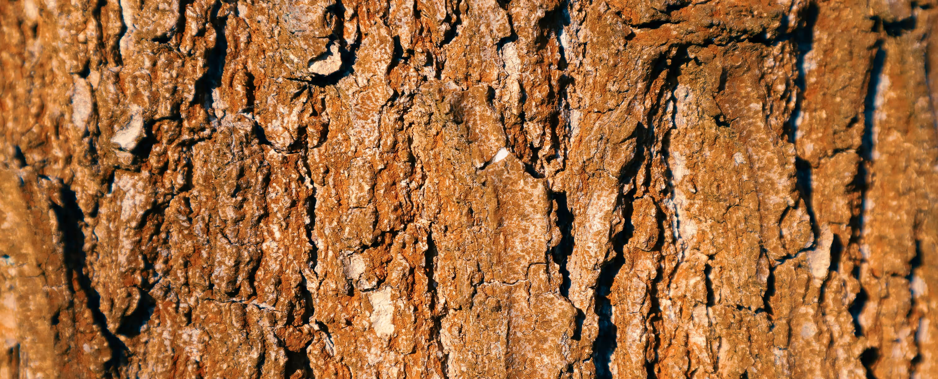Close-up view of textured tree bark with rough, cracked surface.