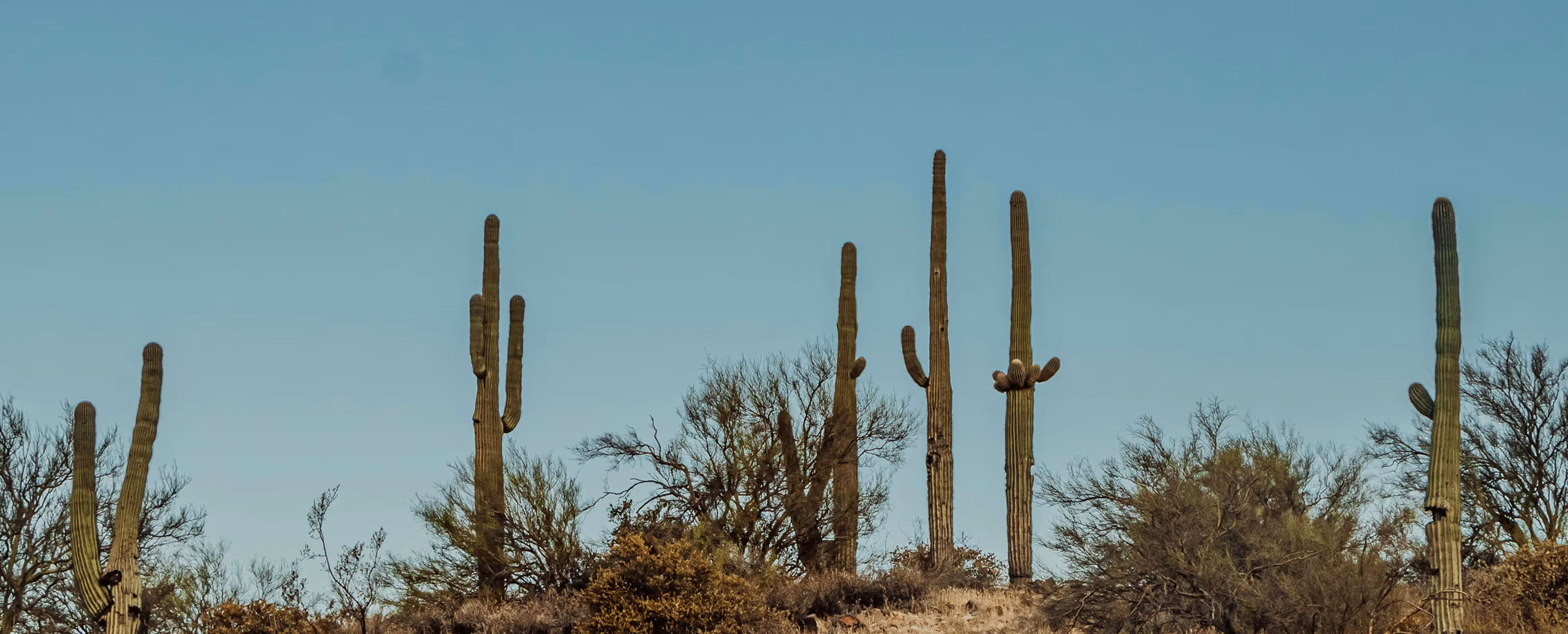 Group of tall saguaro cacti among desert shrubs under a clear blue sky.