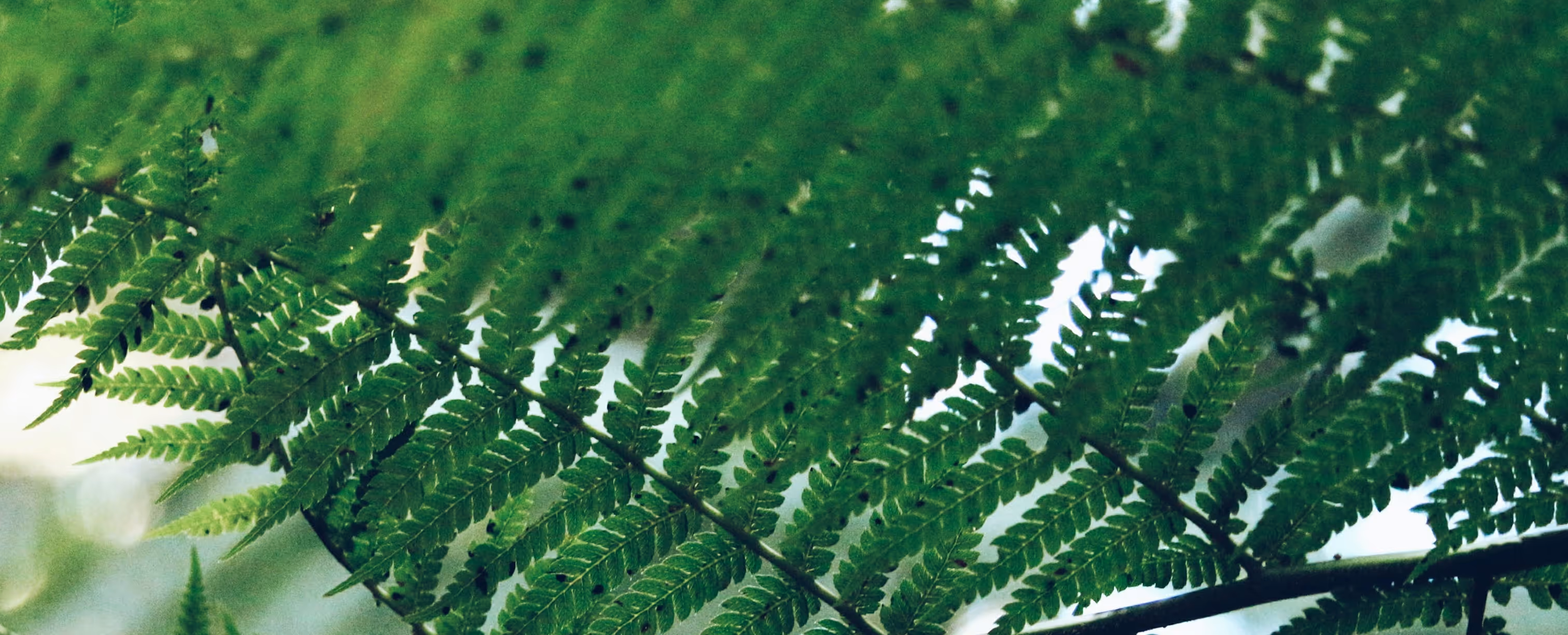 Close-up of green fern leaves with detailed leaflets and soft light background.