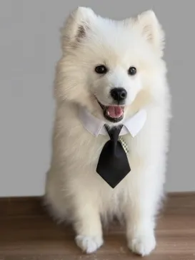 Sora, Chief Happiness Officer