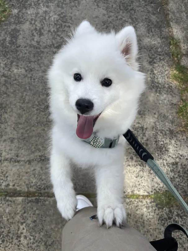 Sora the chief happiness officer testimonial 