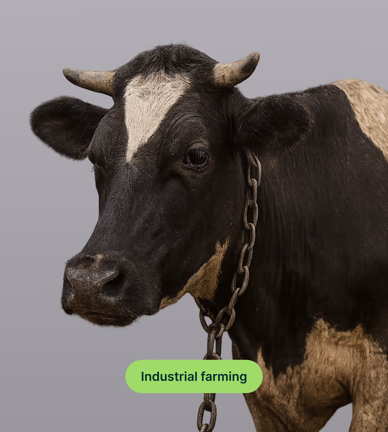 A Vegan planet book - powerful topics