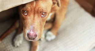 Social project «Looking for Home»