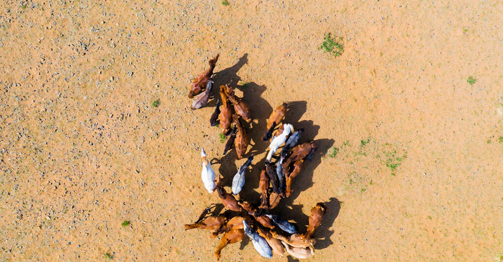 Drones for Wildlife Monitoring