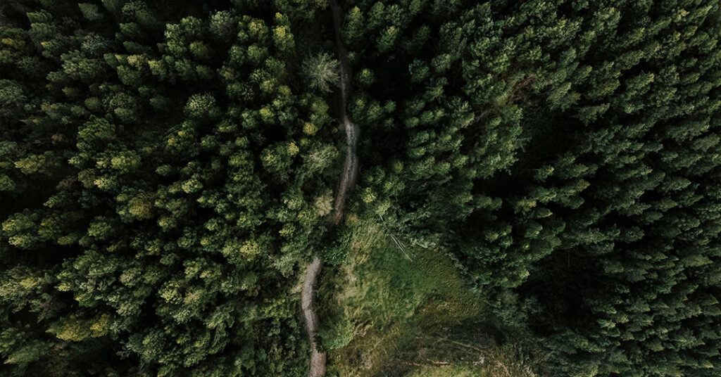 Drones help reforestation