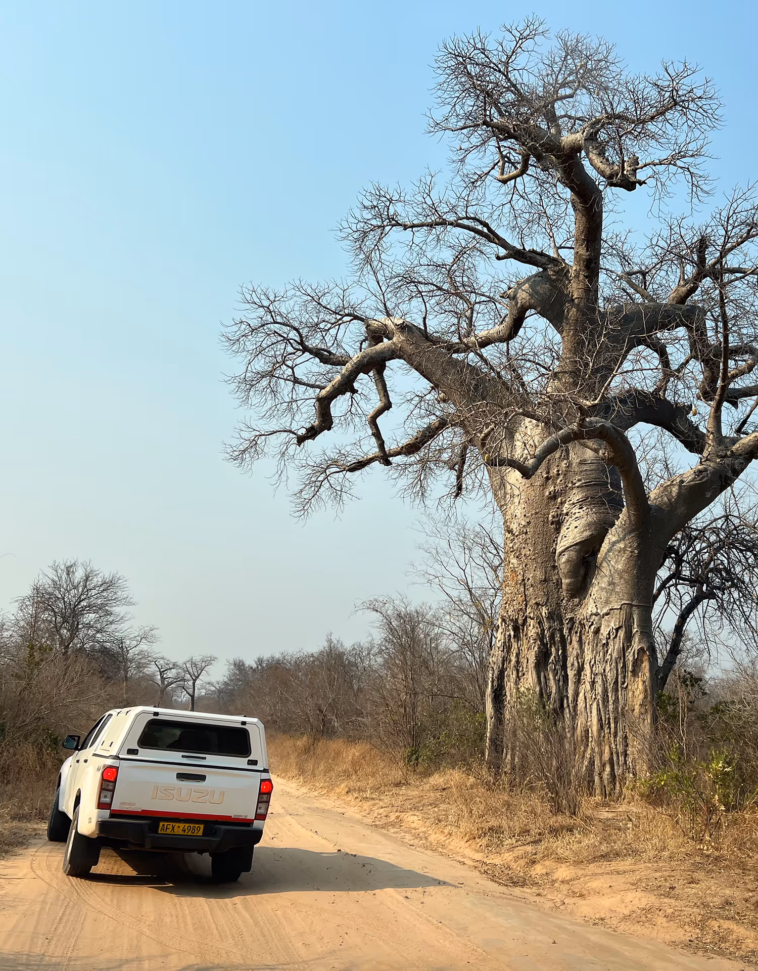 Ein weisses Geländefahrzeug fährt auf einer staubigen Piste durch eine trockene Landschaft und passiert einen grossen, alten Baobab-Baum mit dicken Ästen und kahlen Zweigen unter klarem Himmel.