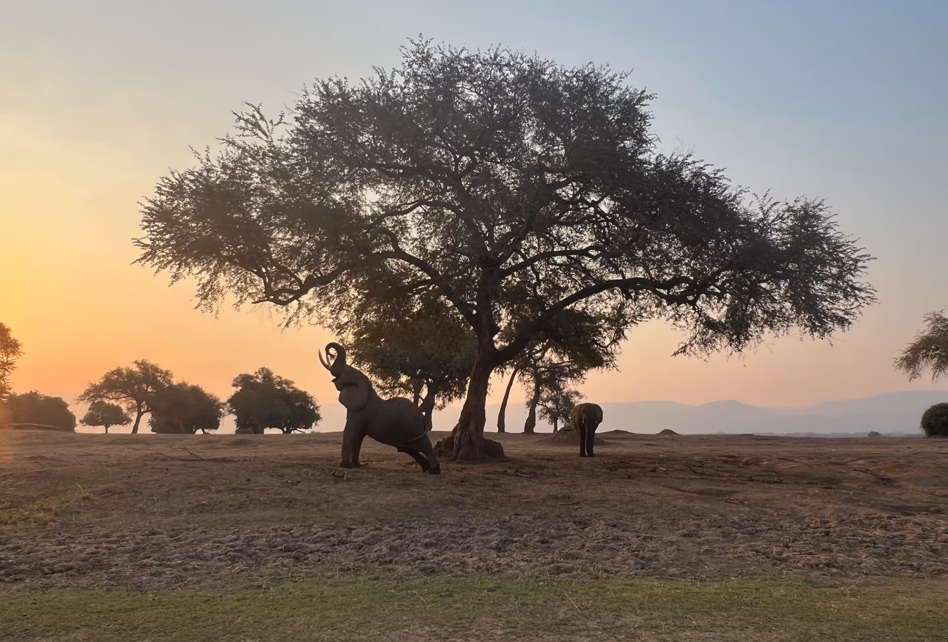 Elefanten unter einem Baum bei Sonnenuntergang im Mana Pools Nationalpark in Zimbabwe, einem UNESCO-Weltnaturerbe am Sambesi.