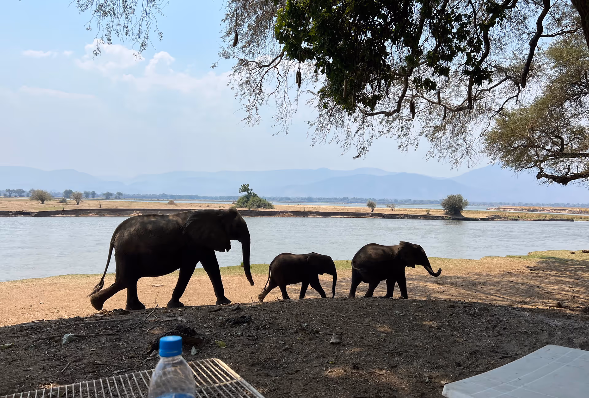 Elefanten am Ufer des Sambesi im Mana Pools Nationalpark in Zimbabwe, beobachtet in unmittelbarer Nähe der Lodges.