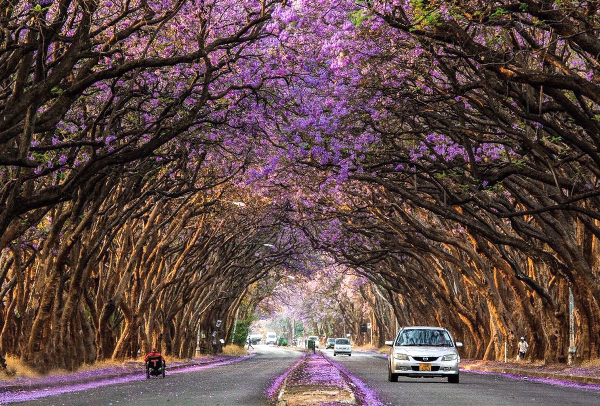 Von Jacarandabäumen gesäumte Strasse in Harare, Zimbabwe, typisch für das Stadtbild im Frühling.