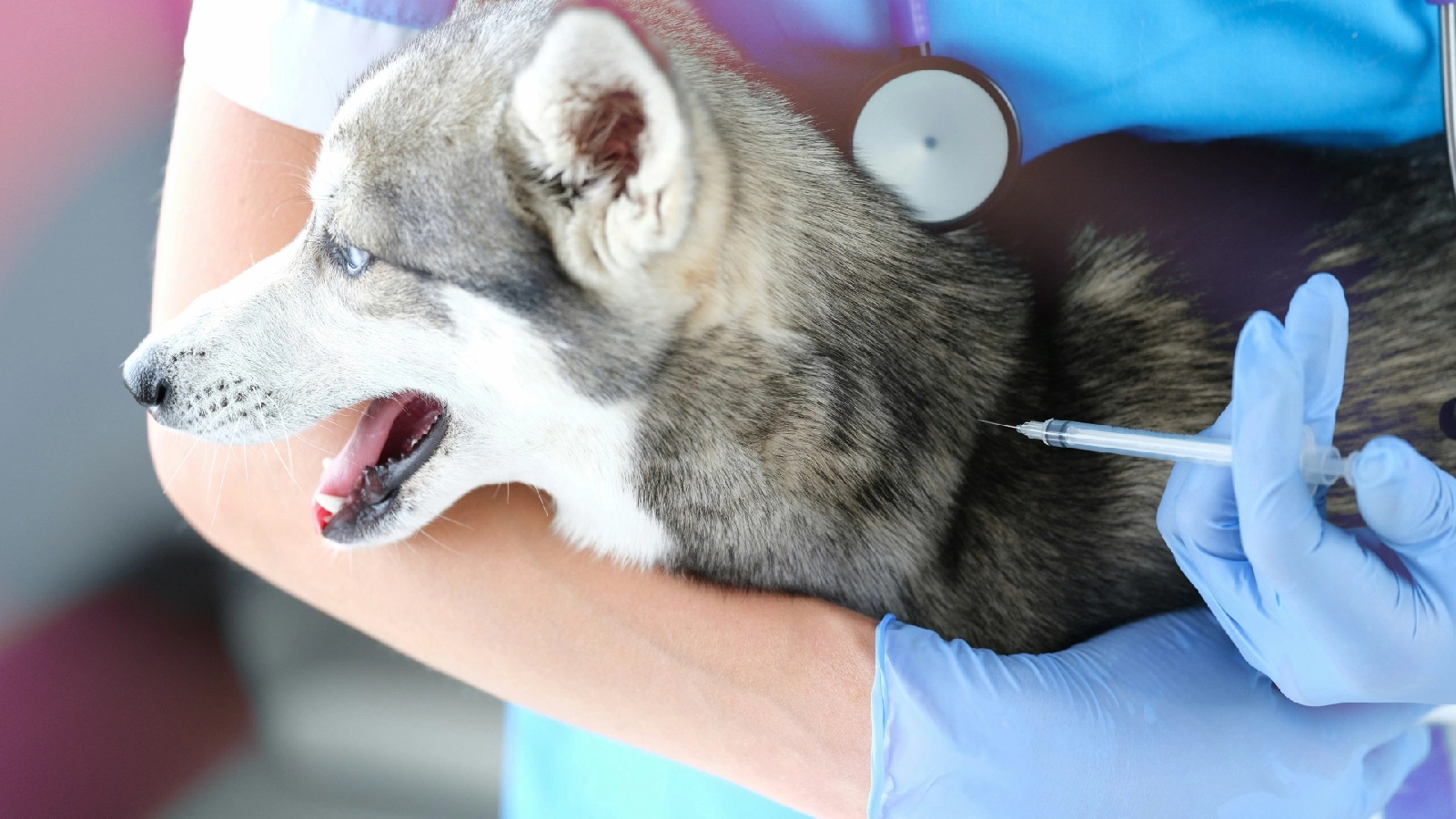 Clinician gives a vaccine injection to a small dog held in their arms
