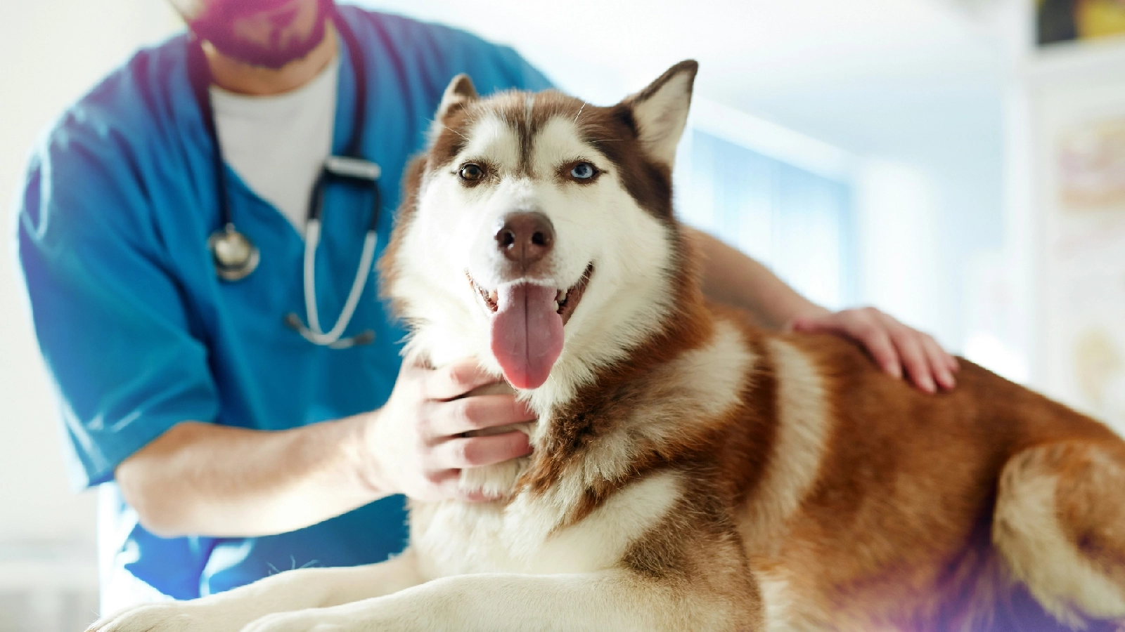 Happy husky at the vet on an exam table with a clinician in scrubs nearby