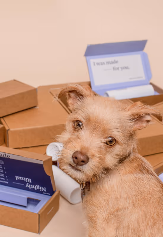 Light brown small dog with scruffy fur looking back over its shoulder against a backdrop of stacked cardboard boxes and product packaging.