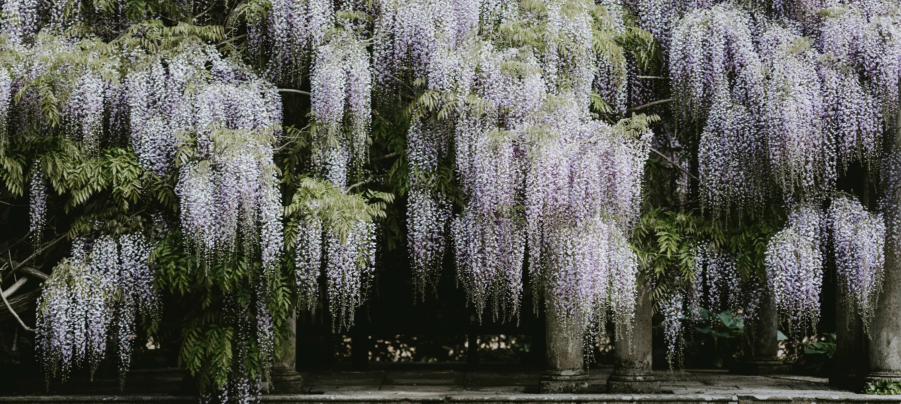 Blauwe regen verzorgen en snoeien