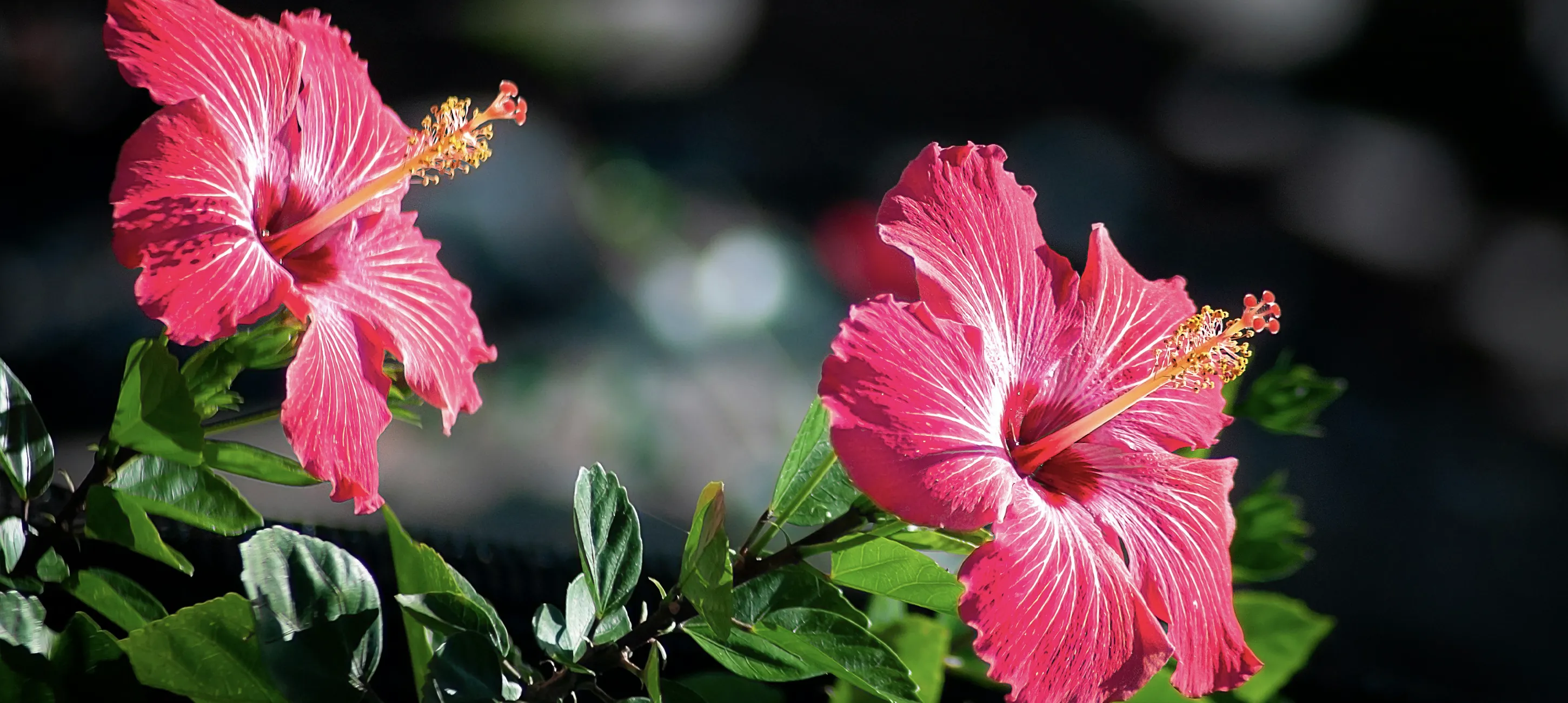 Hibiscus snoeien