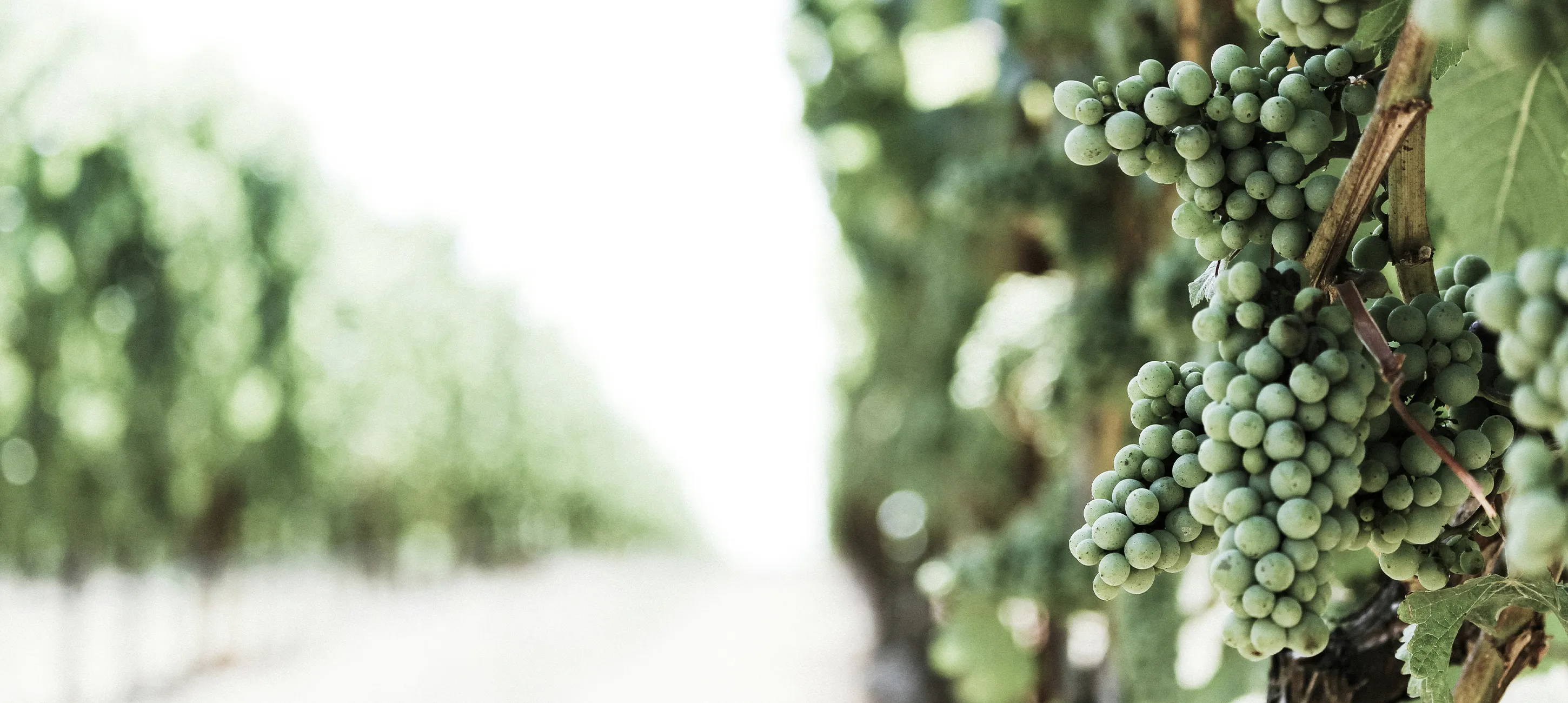 Zo snoei je een druif