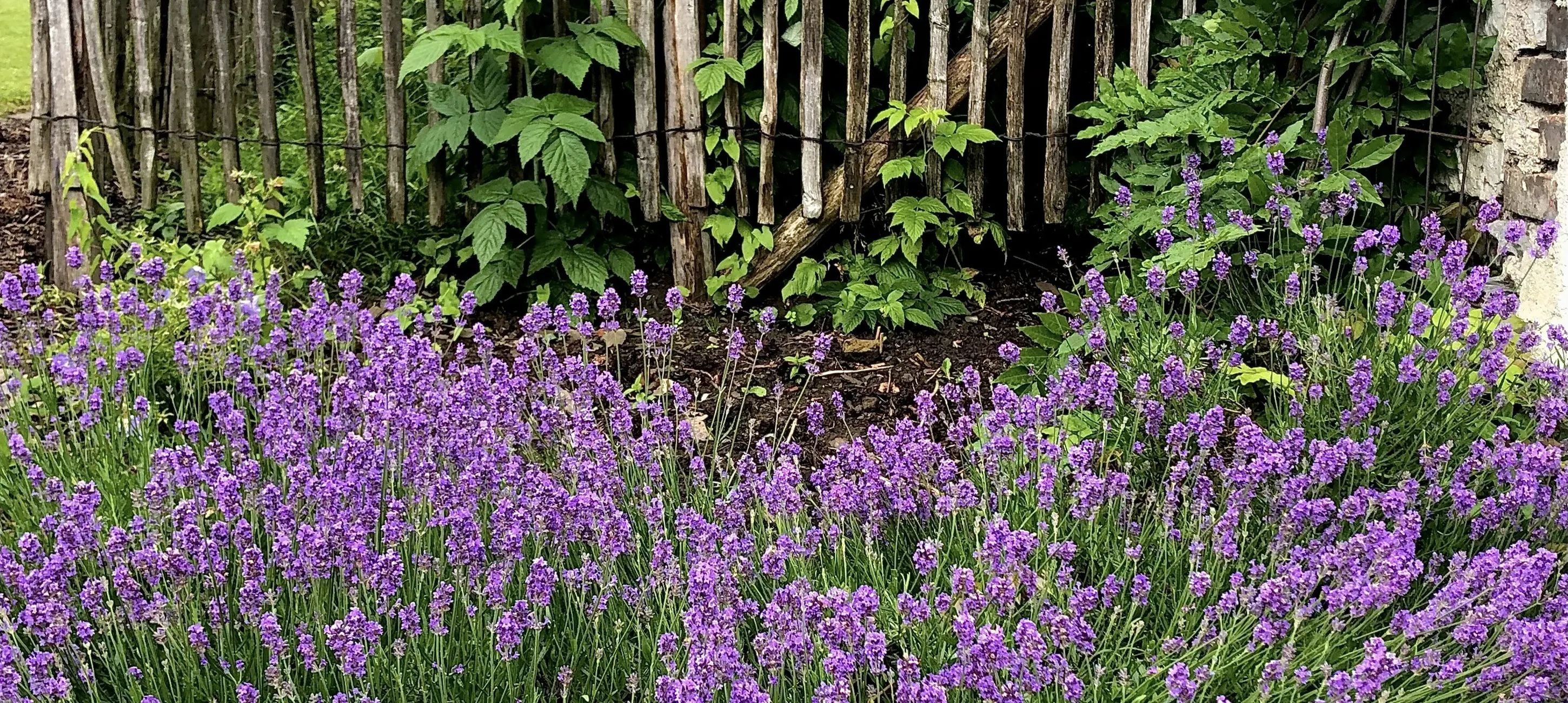 Lavendel snoeien: zo ga je te werk
