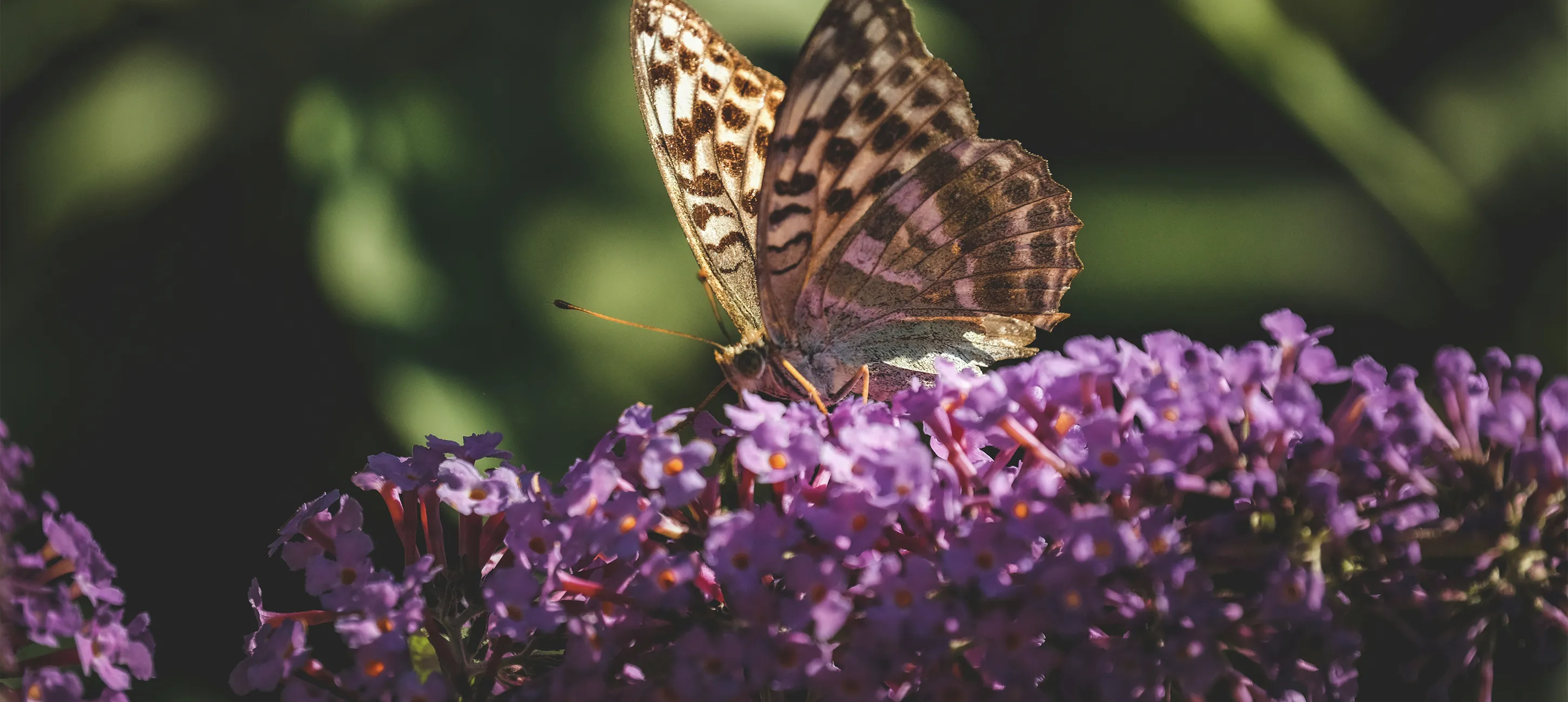 Alles over de vlinderstruik