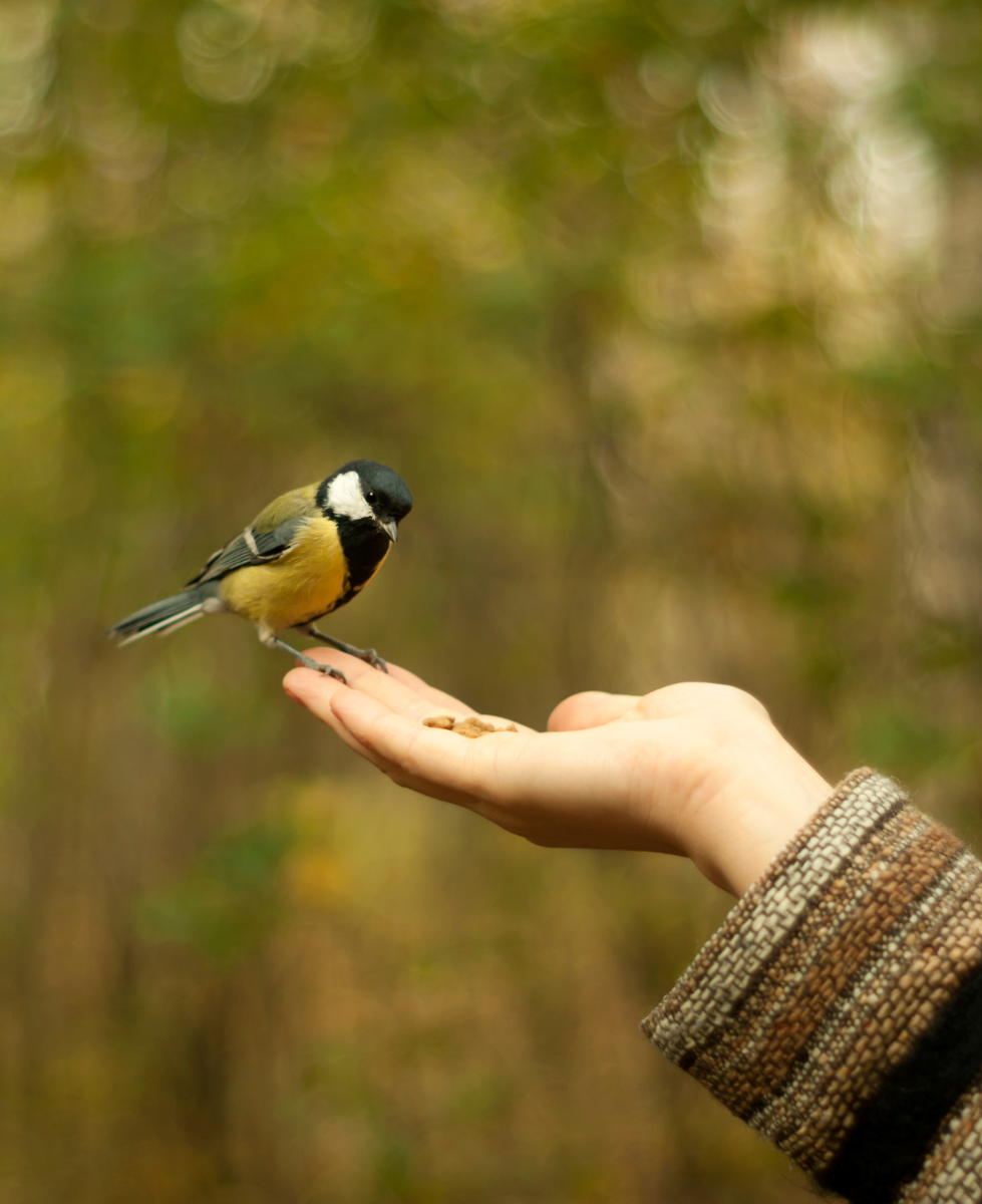 a cute little bird sitting on someone's fingertips in bright daylight