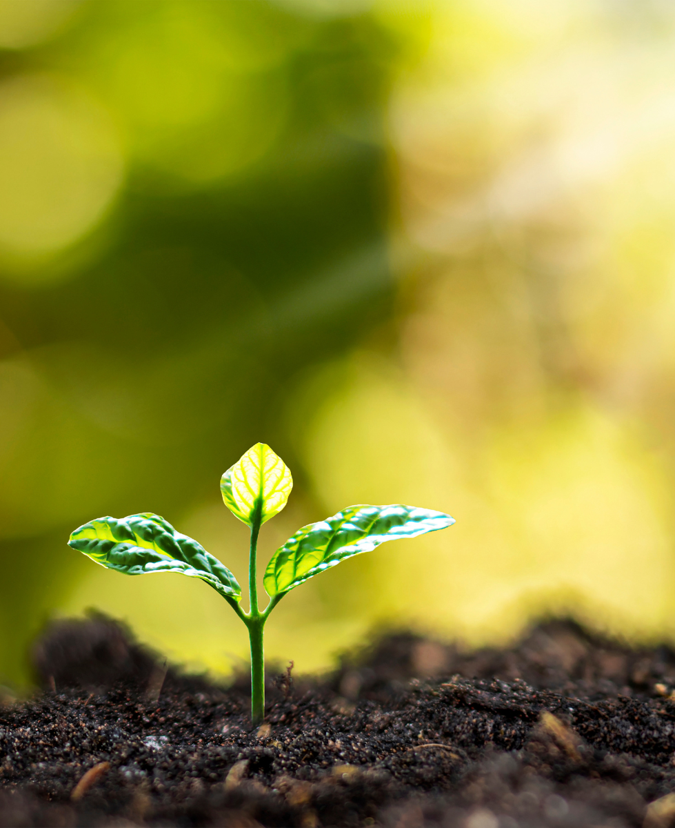 an image of a small plant with bright lighting and soil