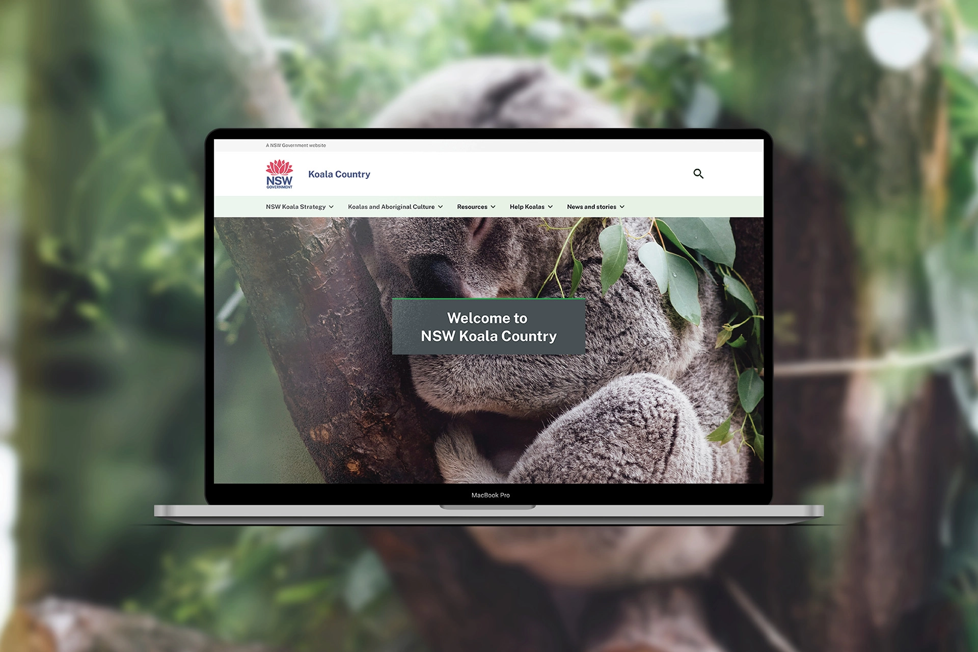 A laptop displaying the redesigned NSW Koala Country homepage, featuring a full-screen koala image and updated navigation for accessing conservation resources.
