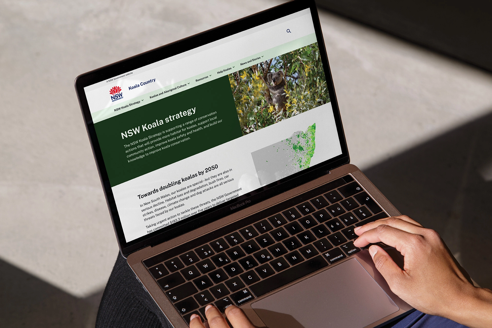 A person using a laptop displaying the NSW Koala Country ‘Koala Strategy’ page, showing the updated visual design and clearer presentation of conservation information.