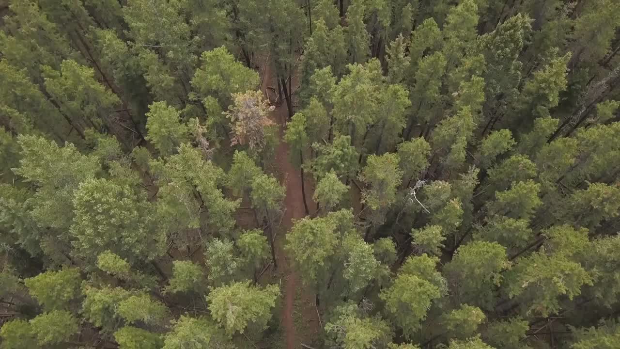 Schwarzwald-Wald rund um den Kirnbacher Hof