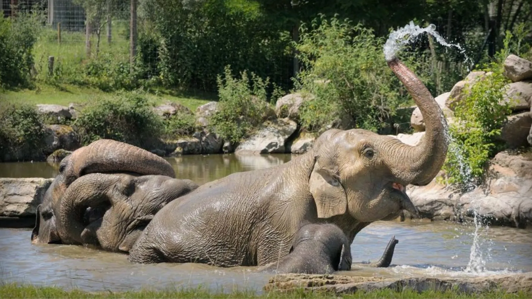 Le Delta des Élephants au parc du PAL / © Le PAL