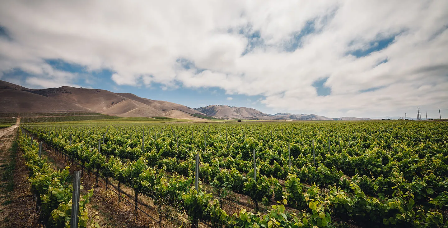 Vineyard stretching across green rolling hills under a partly cloudy sky in a sunny valley landscape.