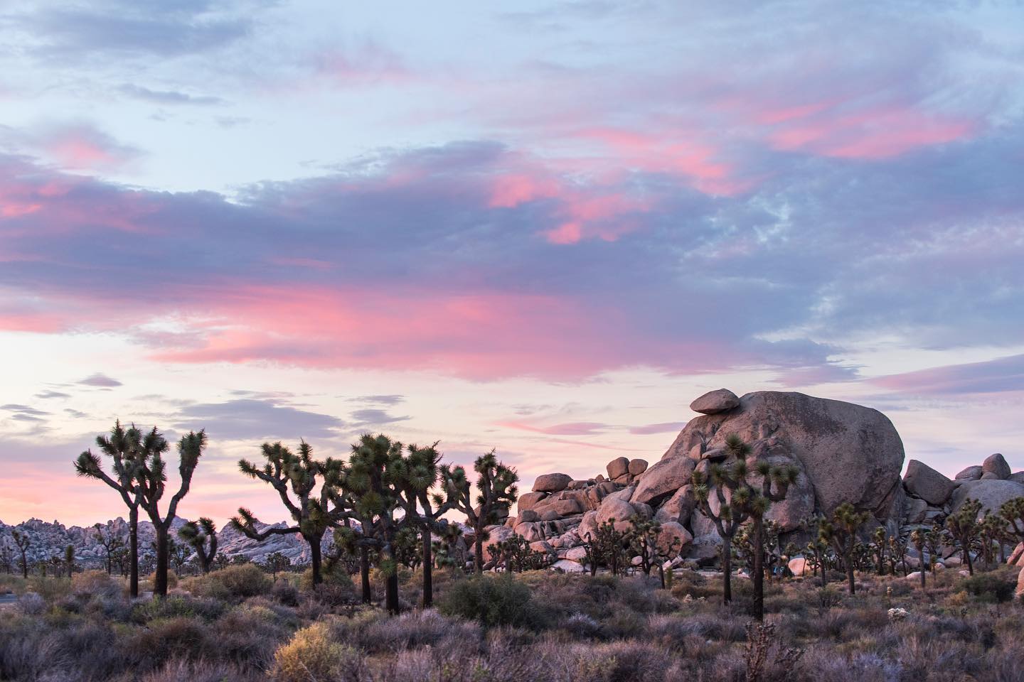 Joshua Tree