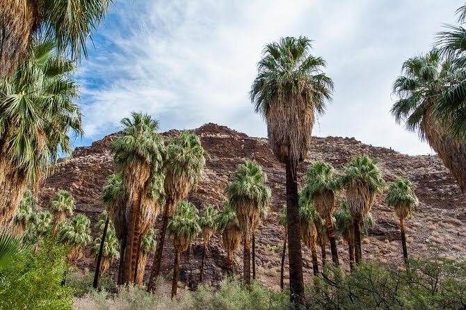 A lush grove of tall palm trees set against the backdrop of rocky desert cliffs under a partly cloudy blue sky. The vibrant greenery contrasts beautifully with the rugged terrain, creating a serene and picturesque desert oasis.