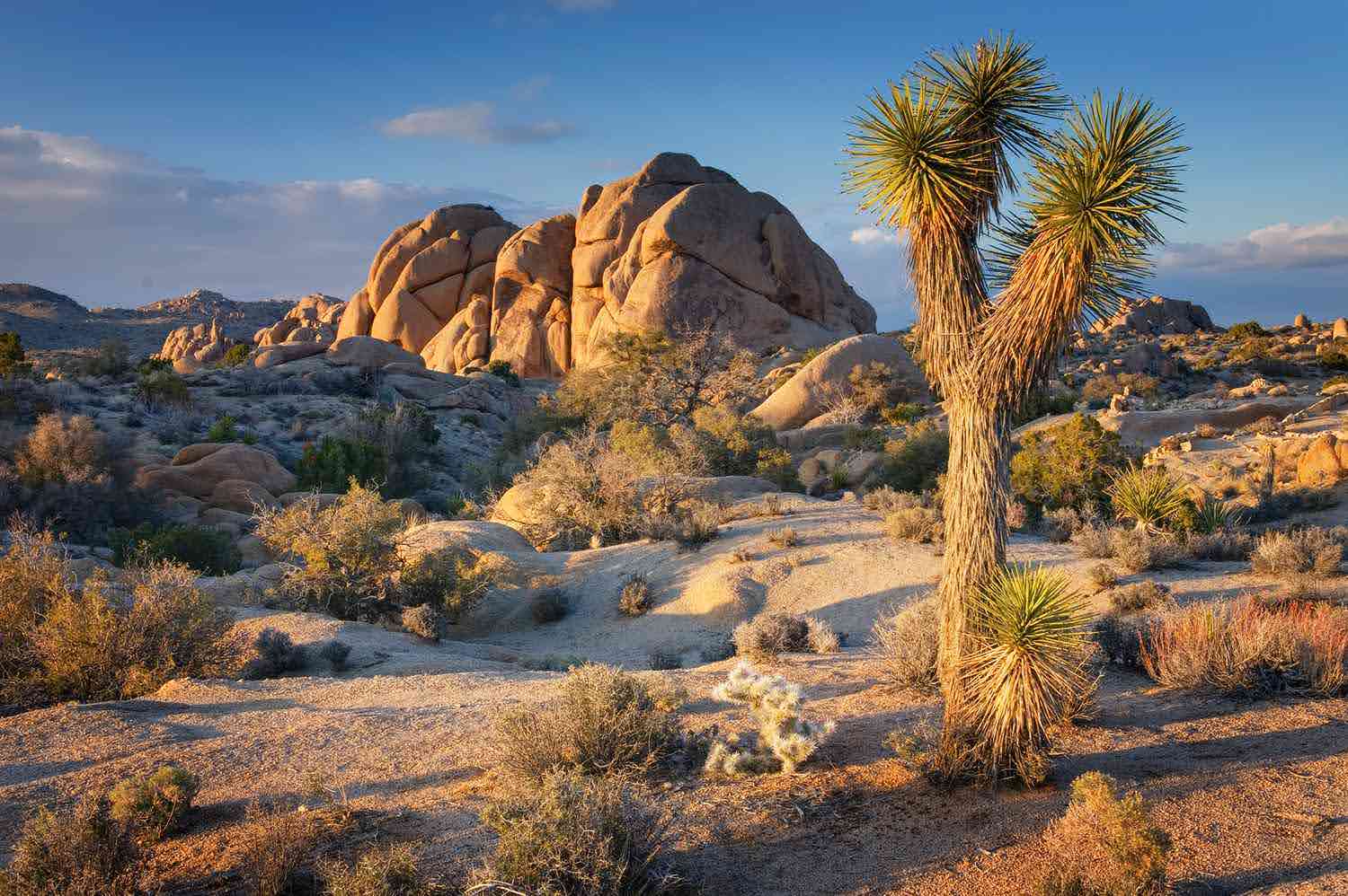 A striking desert landscape featuring a prominent Joshua tree in the foreground, surrounded by dry shrubs and sandy terrain. In the background, large golden rock formations are illuminated by the warm glow of the sun under a clear blue sky.