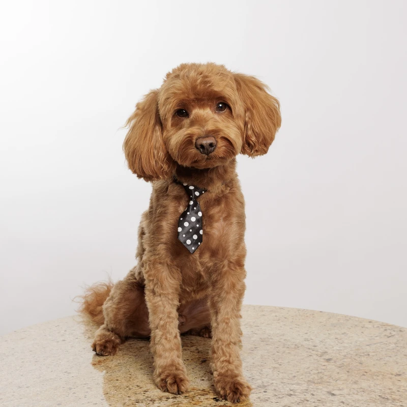 Mr. Blaze, Certified Therapy Dog and a Very Good Boy, Skyer Law