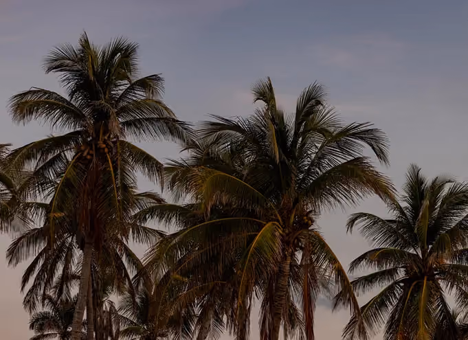 Tall coconut palm trees with green fronds against a dusky sky during sunset.