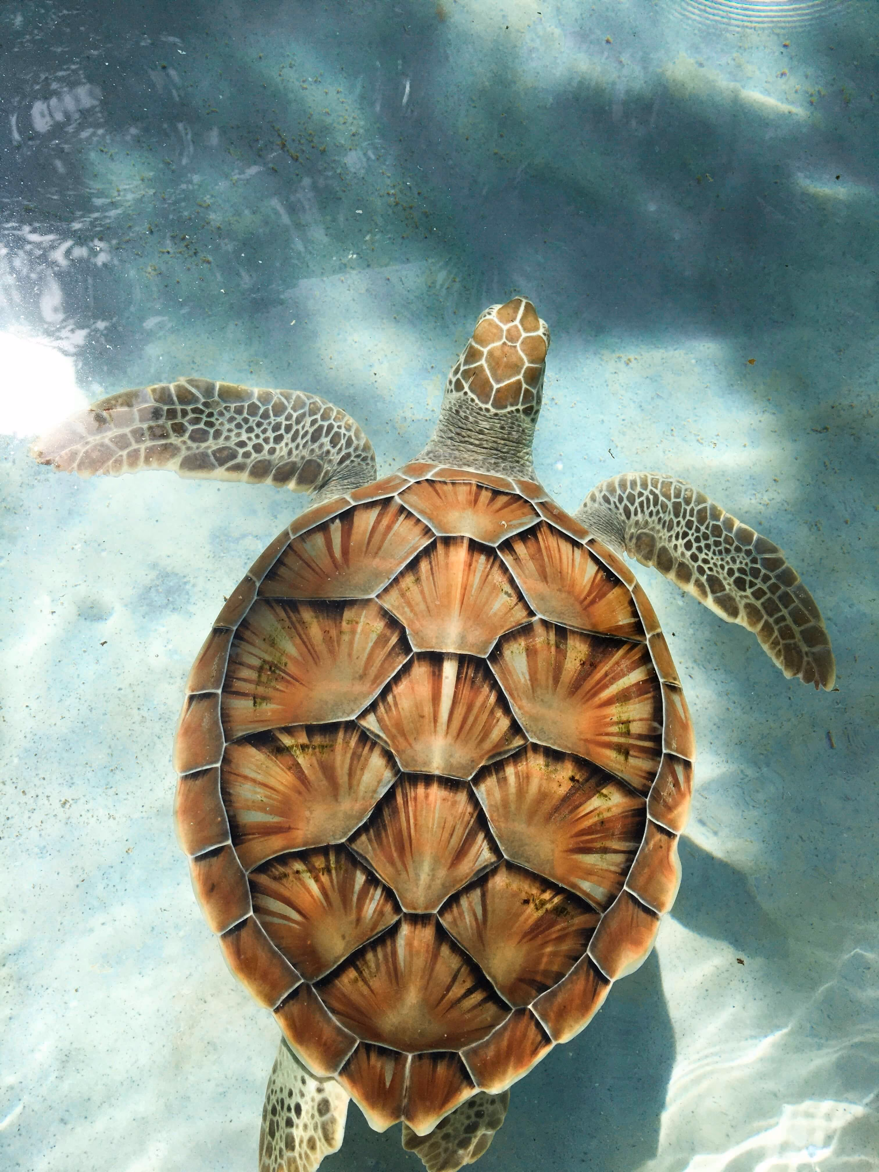 Top view of a sea turtle swimming underwater with a patterned brown and tan shell and flippers visible against a light blue water background.