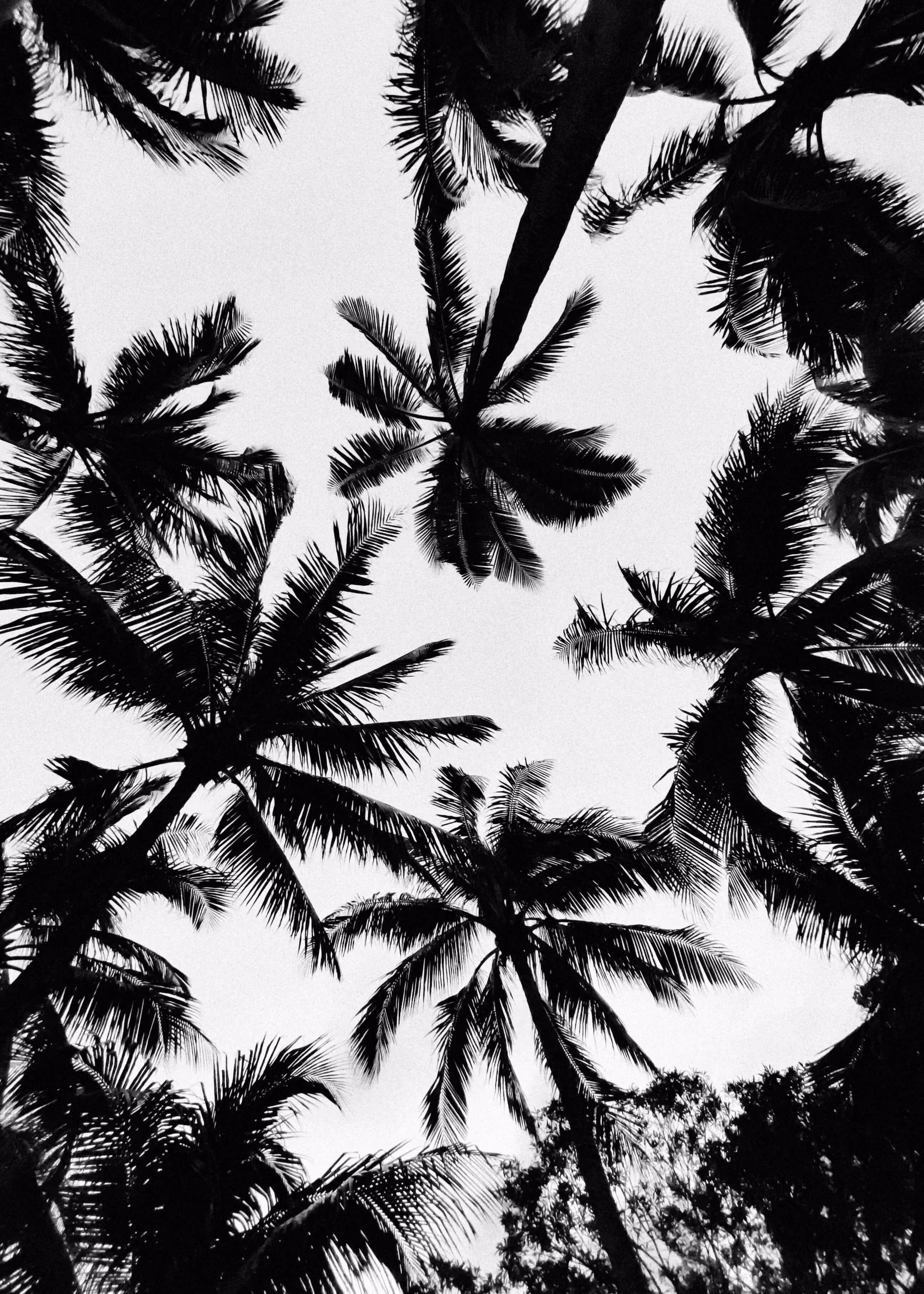 Black and white photo looking up at tall palm trees with elongated leaves silhouetted against a bright sky.