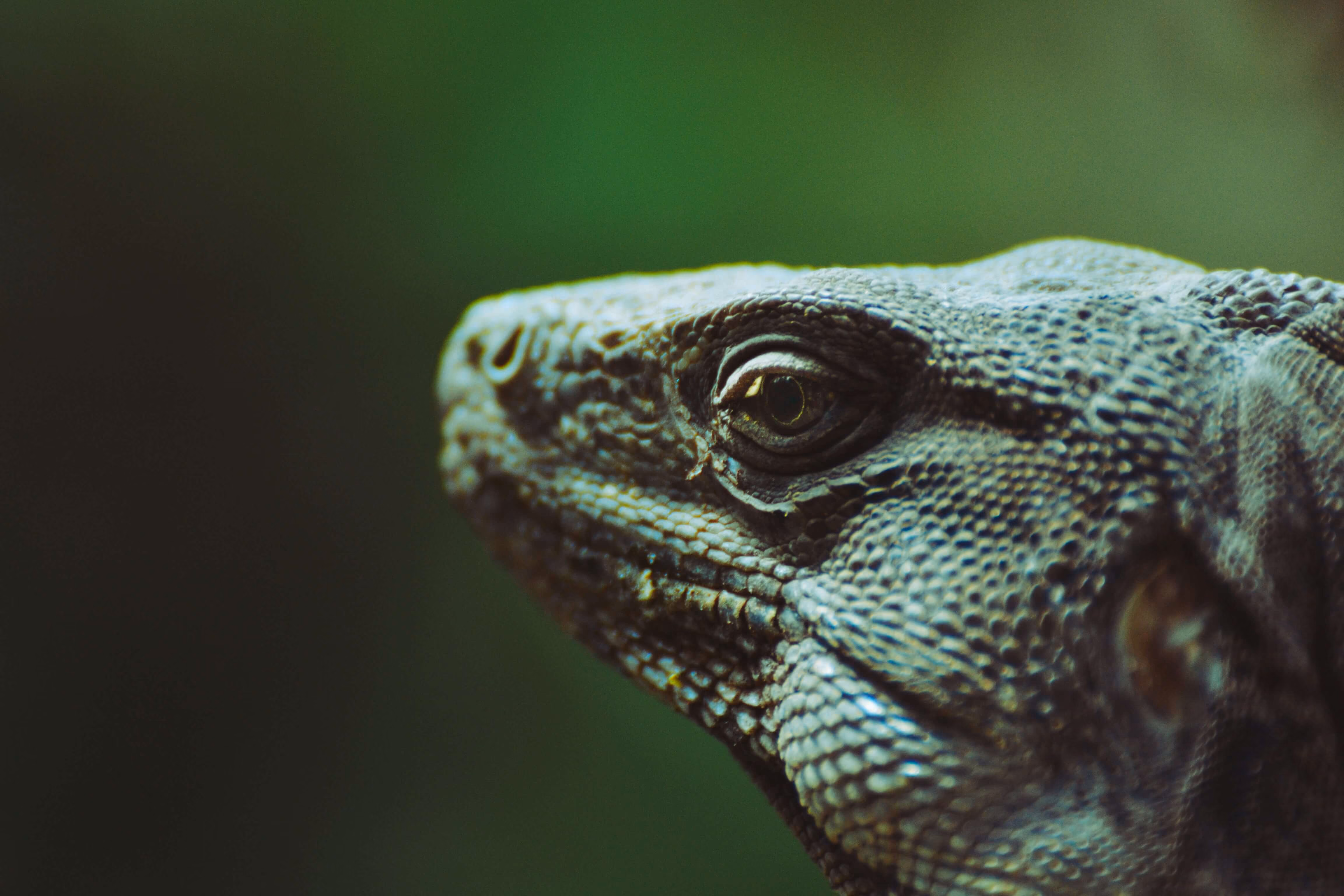 Close-up of a lizard's head showing detailed textured scales and a focused eye against a blurred green background.