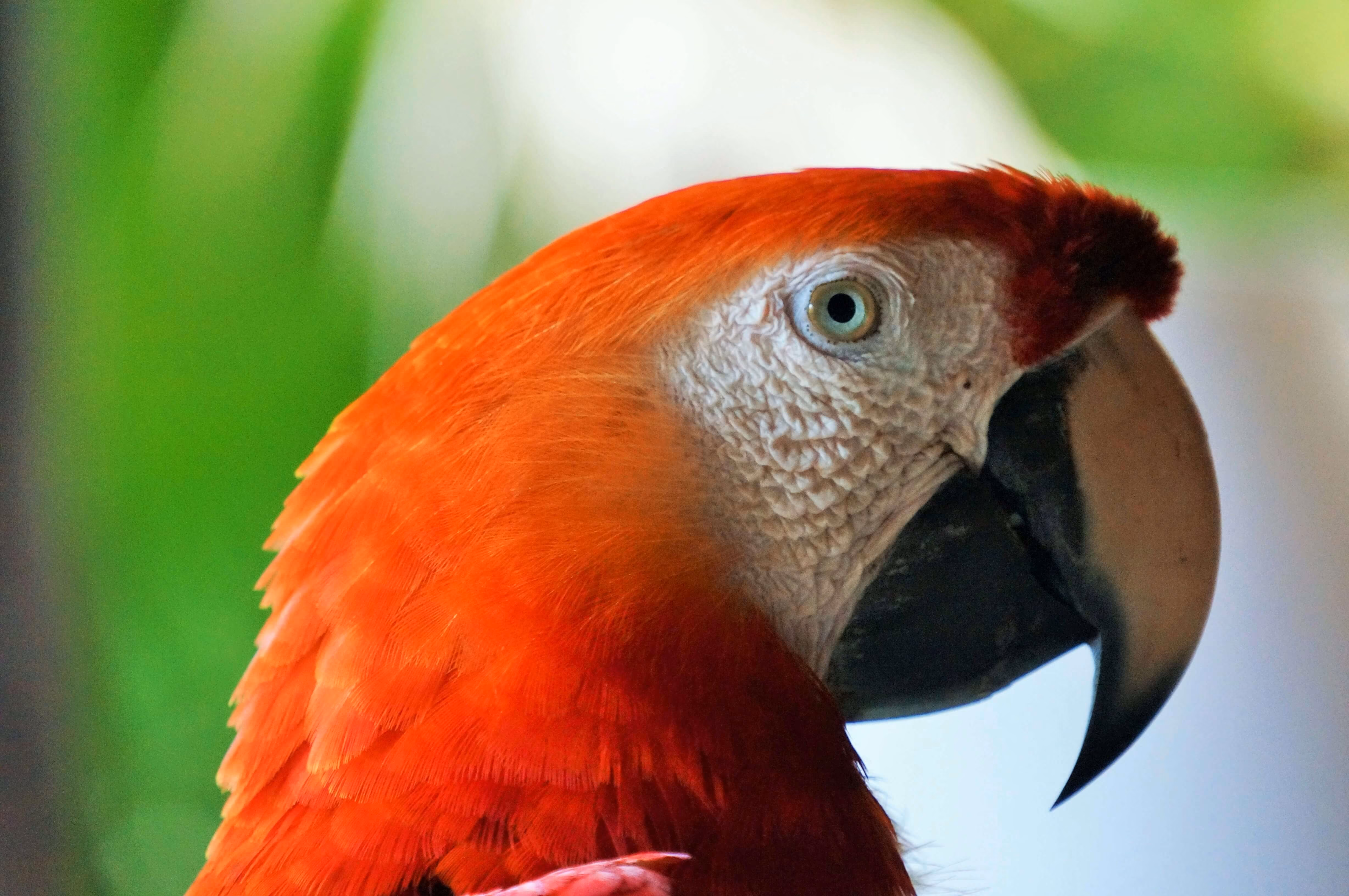 Close-up of a scarlet macaw showing its vibrant red feathers, pale eye, and large curved beak.