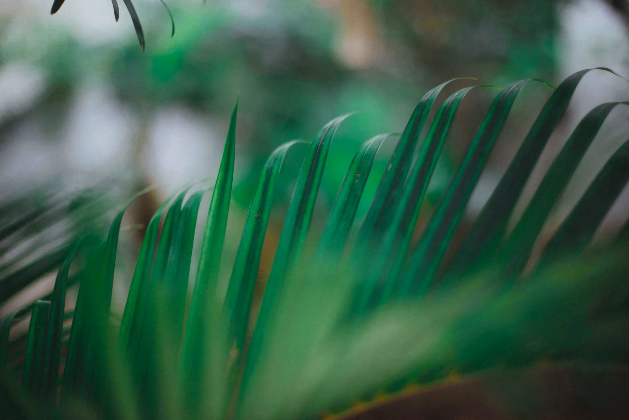 Close-up of green palm leaves with a blurred natural background.