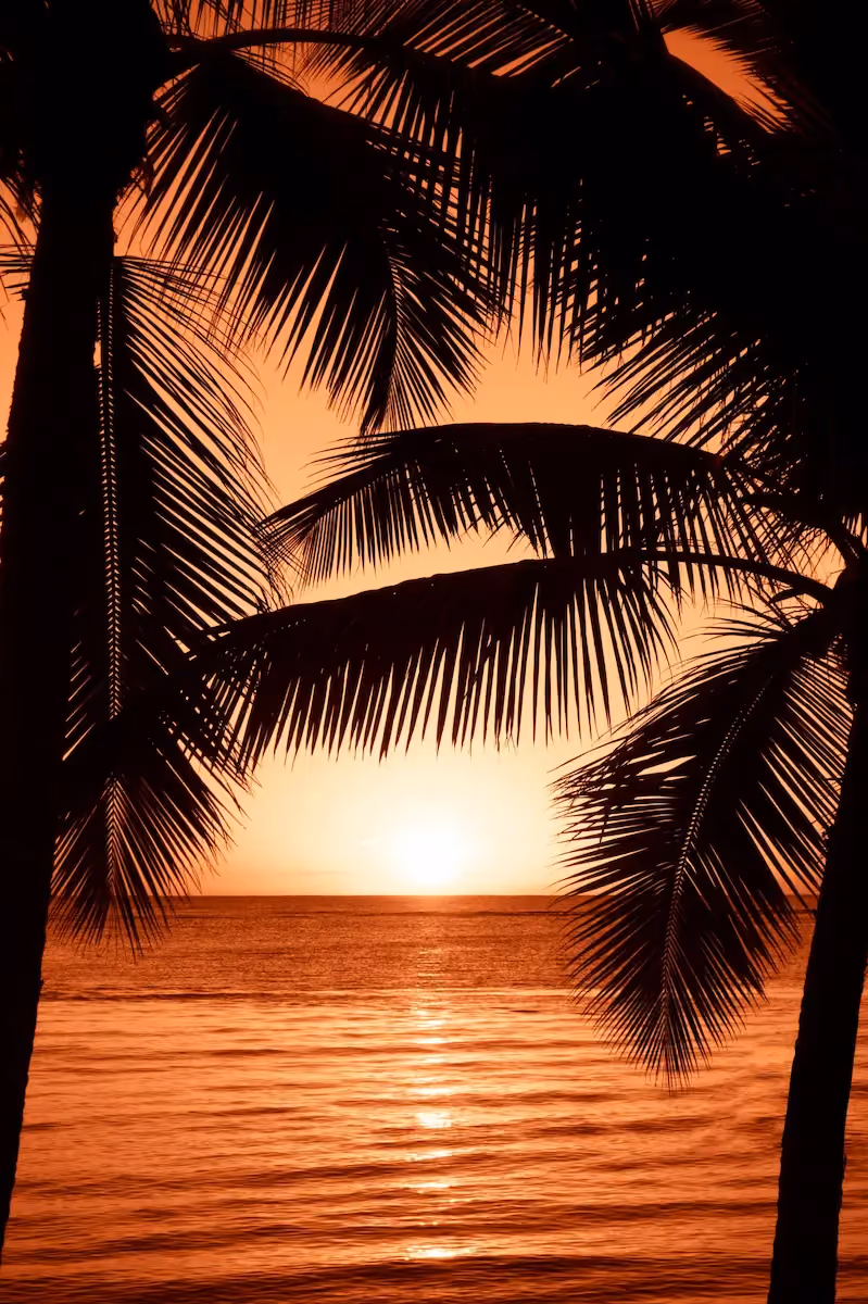 Sunset over the ocean framed by the dark silhouettes of palm tree leaves and trunks.