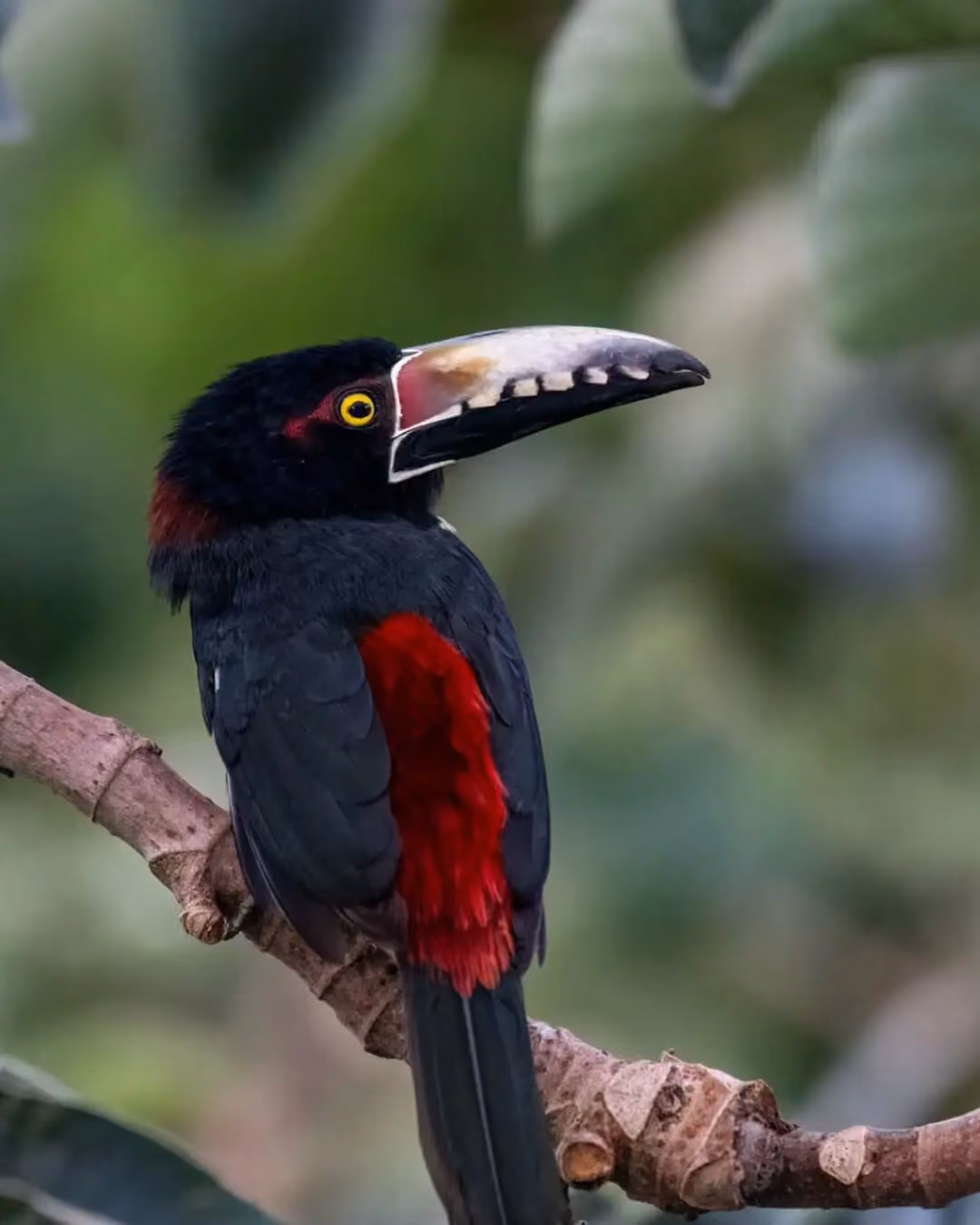 Close-up of a black bird with bright red feathers on its wings and yellow eyes, perched on a tree branch with a blurred green background.
