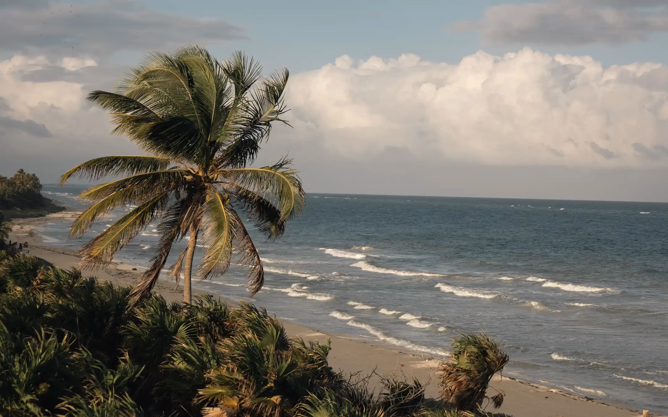 Palm tree leaning over a sandy beach with small waves breaking on the shore and large clouds in the sky above the ocean.