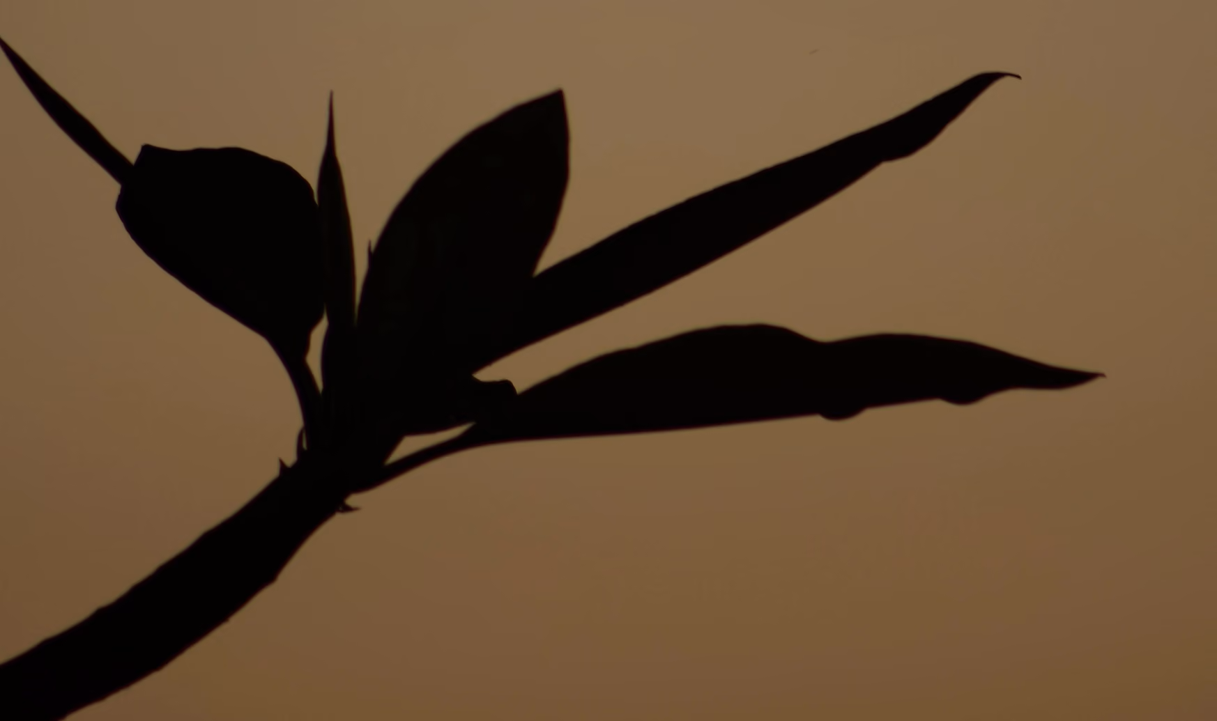 Silhouette of a branch with elongated leaves against a warm brown gradient background.