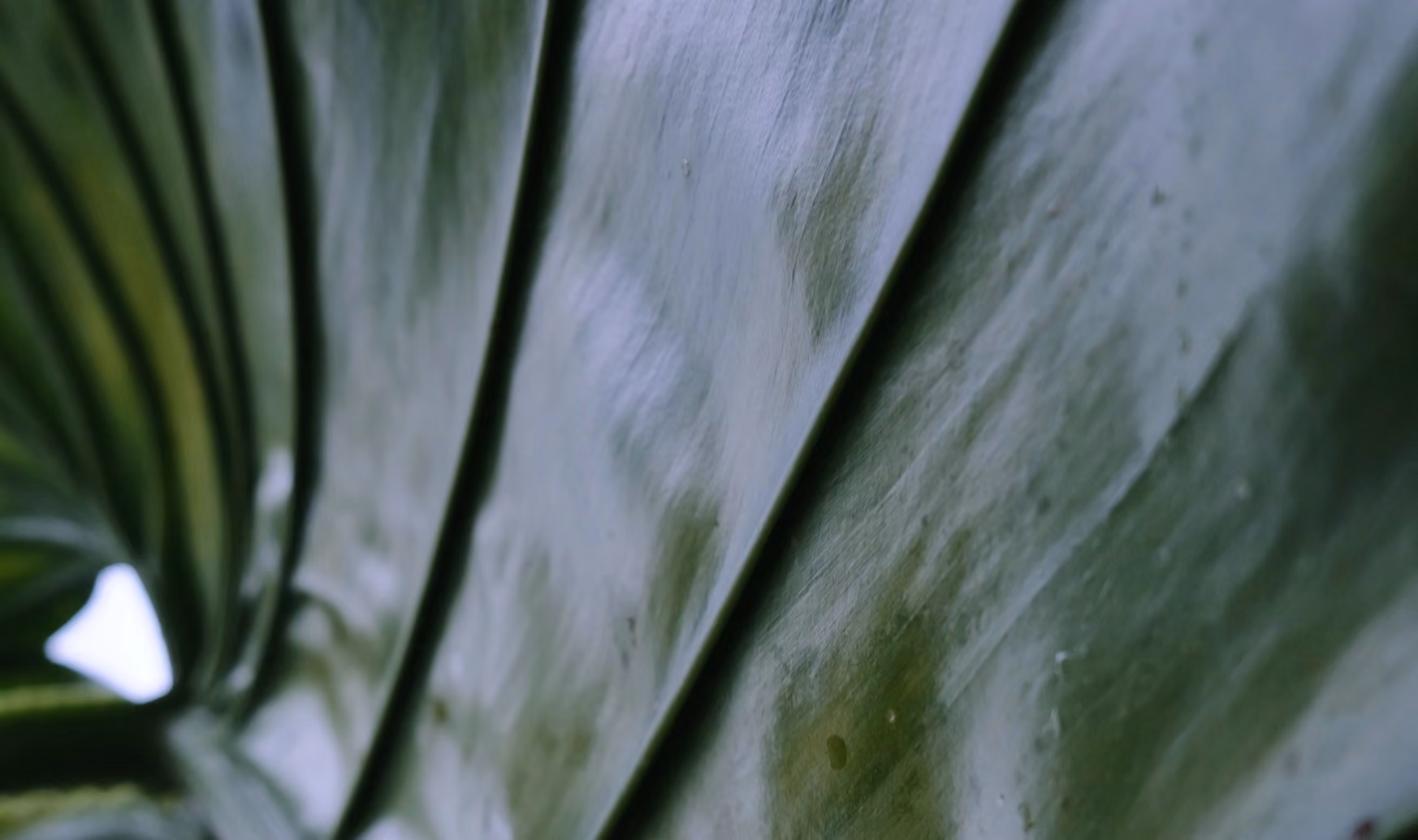 Close-up of the textured surface of a large green leaf showing veins and shading variations.