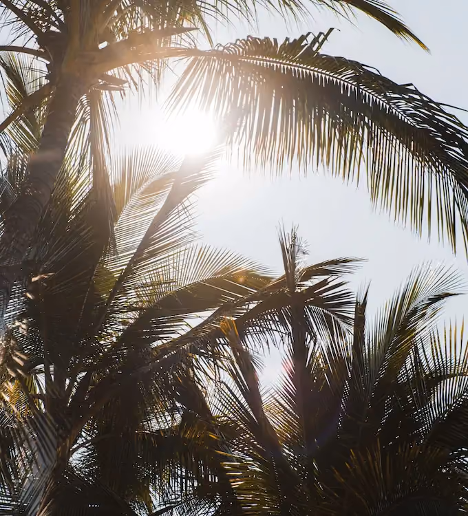 Sunlight shining through the green fronds of tall palm trees against a clear sky.