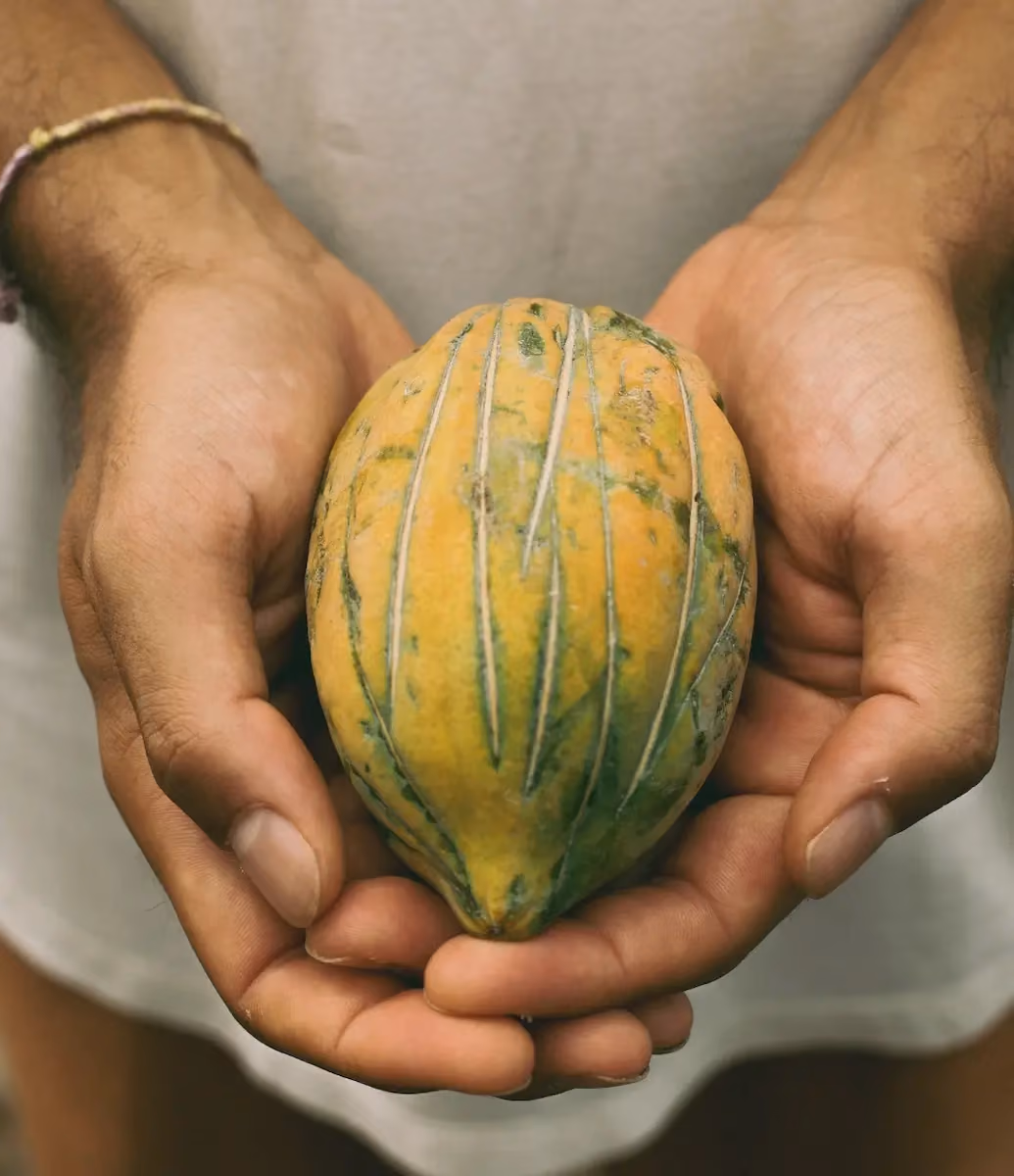 Close-up of a person holding a small yellow and green striped gourd or squash in both hands, against a blurred background.